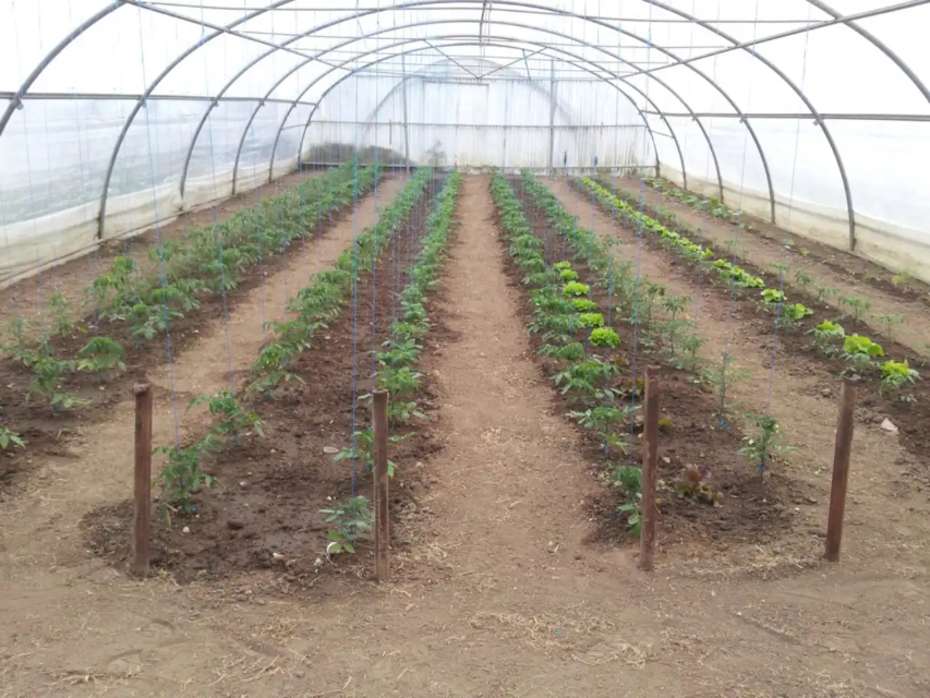 plantations-de-rang-de-legumes