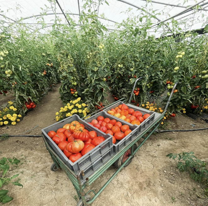 recolte-de-tomates