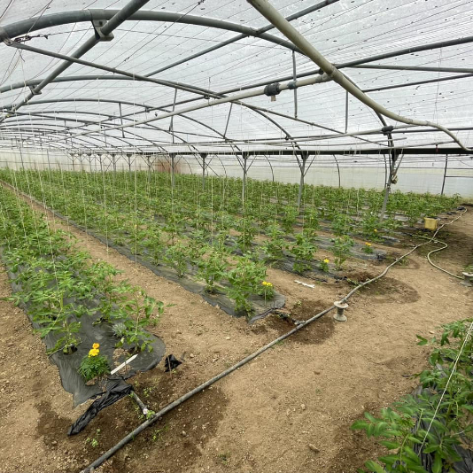 tomate-en-croissance