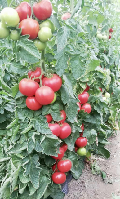 tomates-sur-pieds