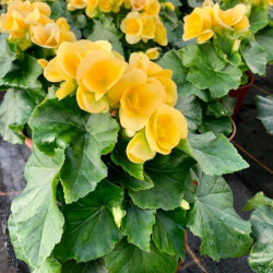 BEGONIAS