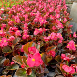 BEGONIAS A MASSIF