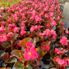 BEGONIAS A MASSIF