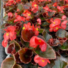 BEGONIAS A MASSIF