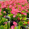 BEGONIAS A MASSIF