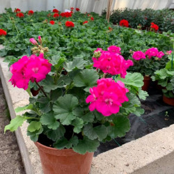 GERANIUM DROIT EN POT DE 3...
