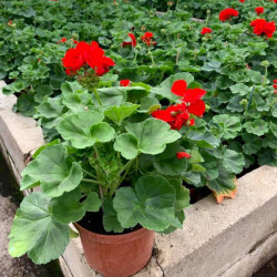 GERANIUM DROIT EN POT DE 3 LITRES