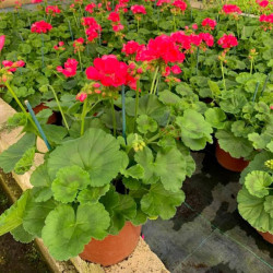 GERANIUM DROIT EN POT DE 3 LITRES