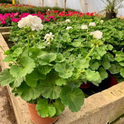 GERANIUM DROIT EN POT DE 3 LITRES