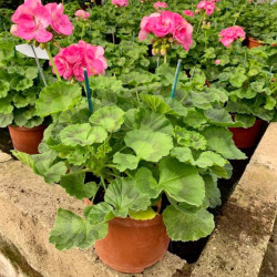 GERANIUM DROIT EN POT DE 3 LITRES