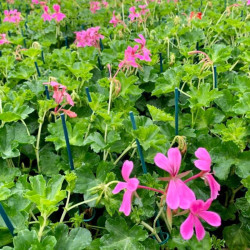GERANIUM LIERRE