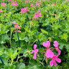 GERANIUM LIERRE